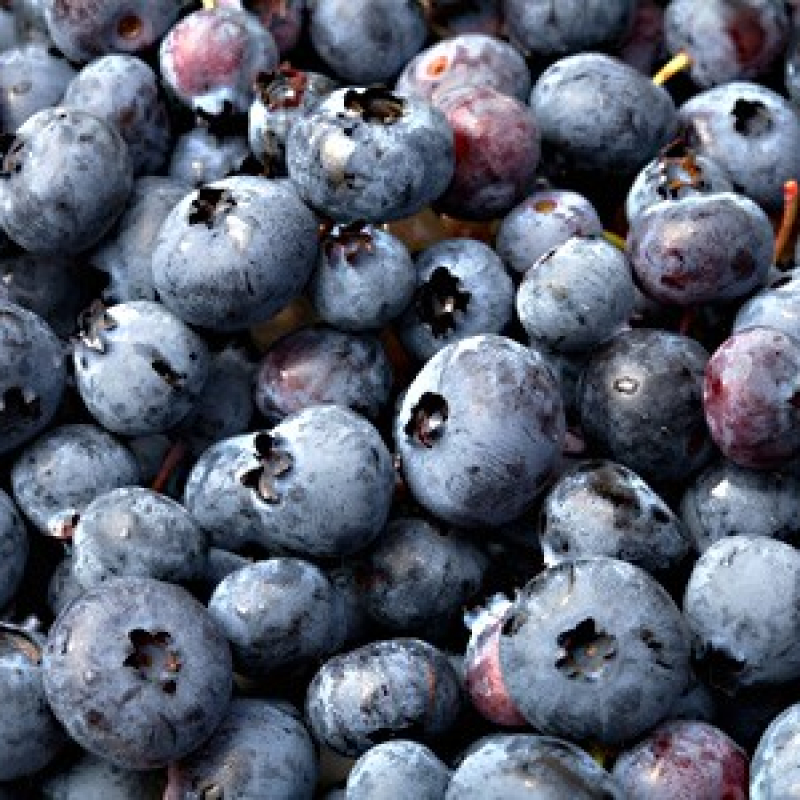 Myrtillier "Ivanoe" Myrtillier "Ivanoe"