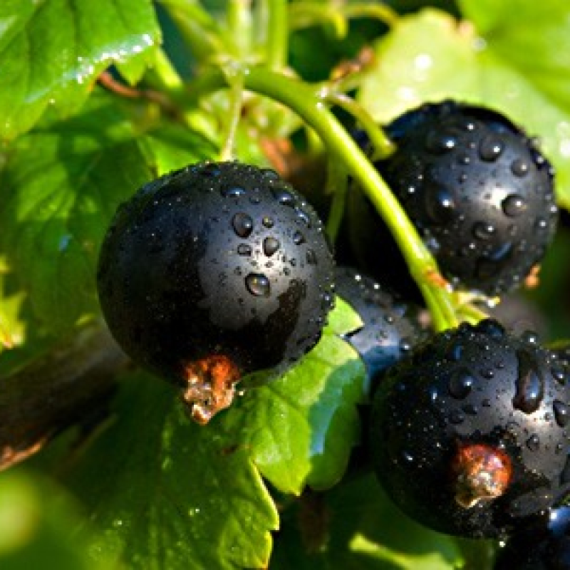 Caseillier Josta Caseillier Josta