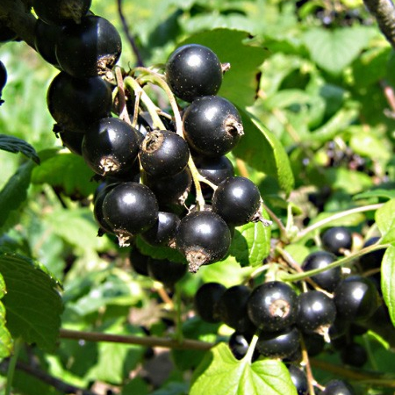 Cassissier "Géant de Booskoop"