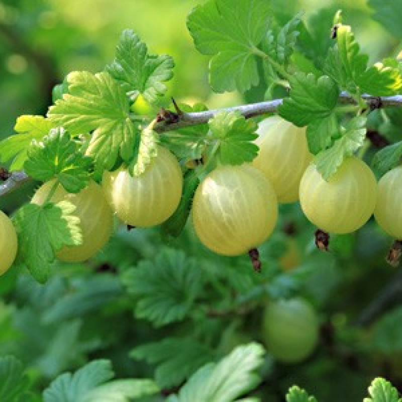 Groseillier à maquereau jaune "Hinnomaki"
