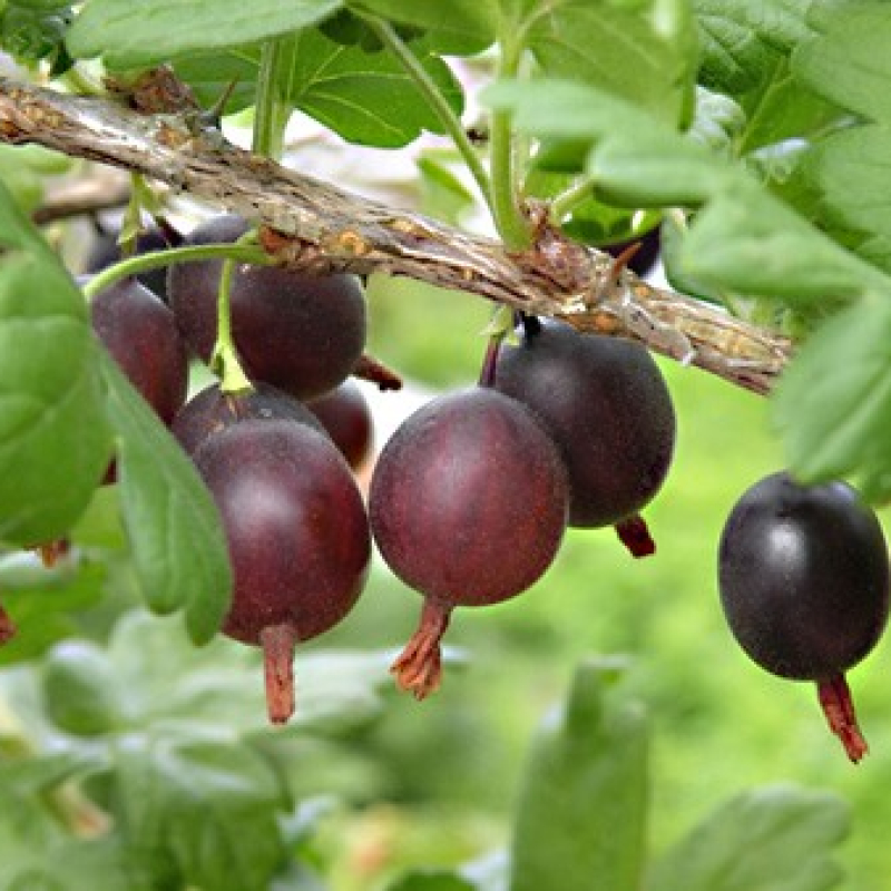 Groseillier à maquereau rouge "Hinnomaki red" Groseillier à maquereau rouge "Hinnomaki red"