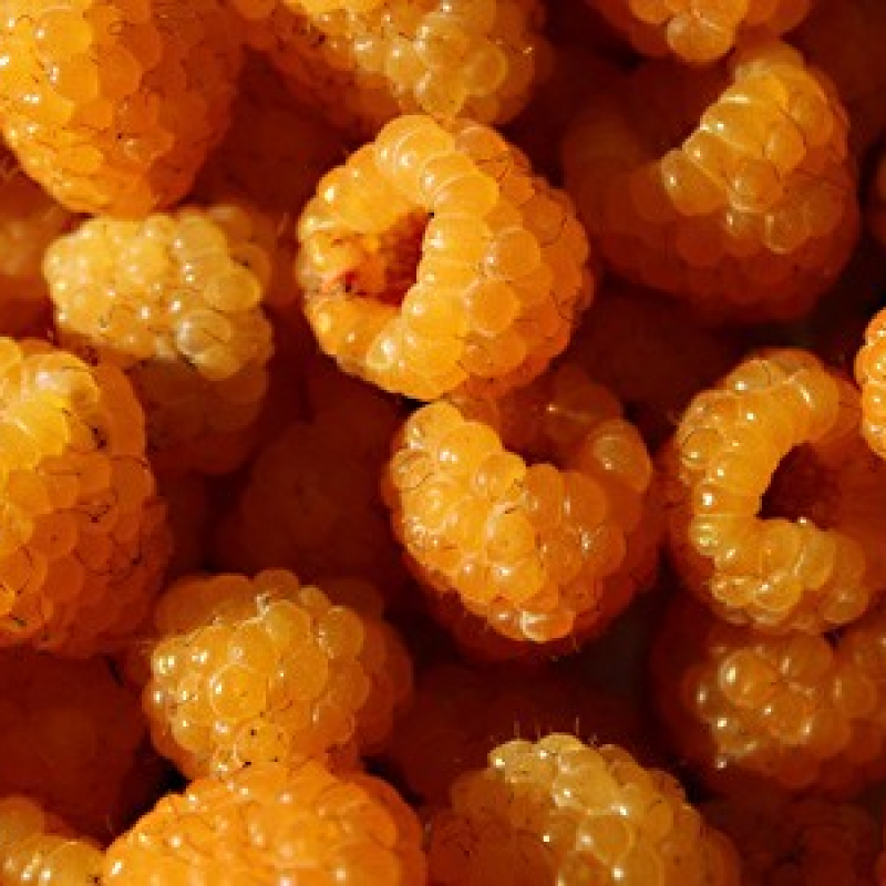 Framboisier jaune "Fall gold" Framboisier jaune "Fall gold"