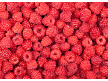 Framboisier rouge "Heritage" remontant