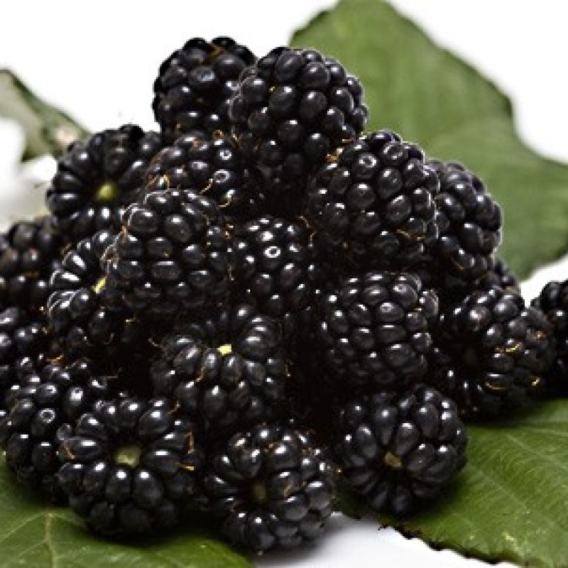 Mûrier noir "Reuben" remontant Mûrier noir "Reuben" remontant