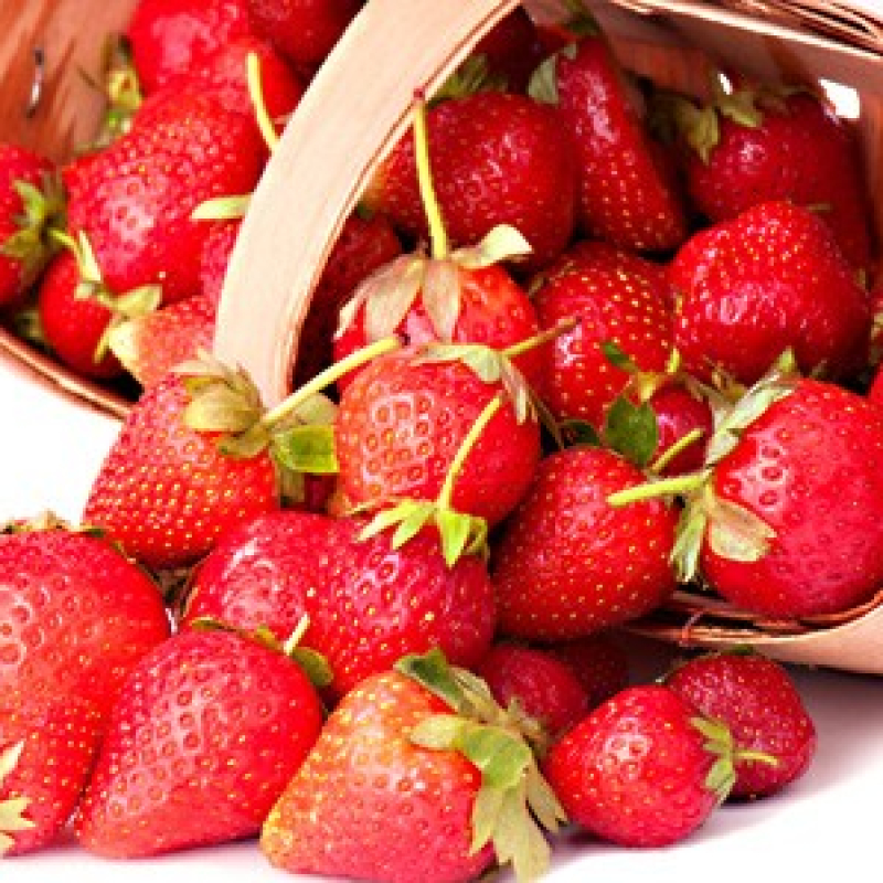 Fraisier remontant Mara des Bois Fraisier remontant Mara des Bois