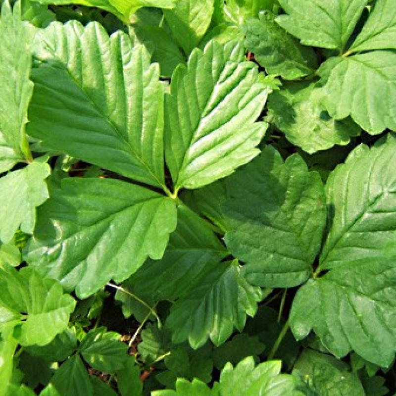 Fraise des bois sauvage