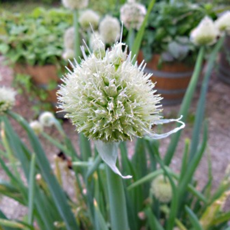 Fleur de ciboule Fleur de ciboule