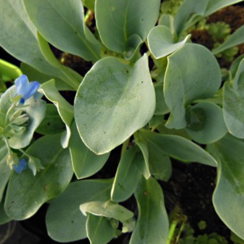 Mertensie maritime Mertensie maritime