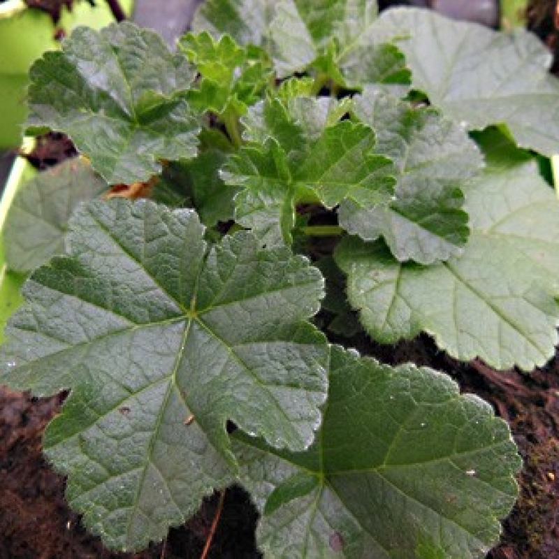 Mauve alcée fastigiée Mauve alcée fastigiée