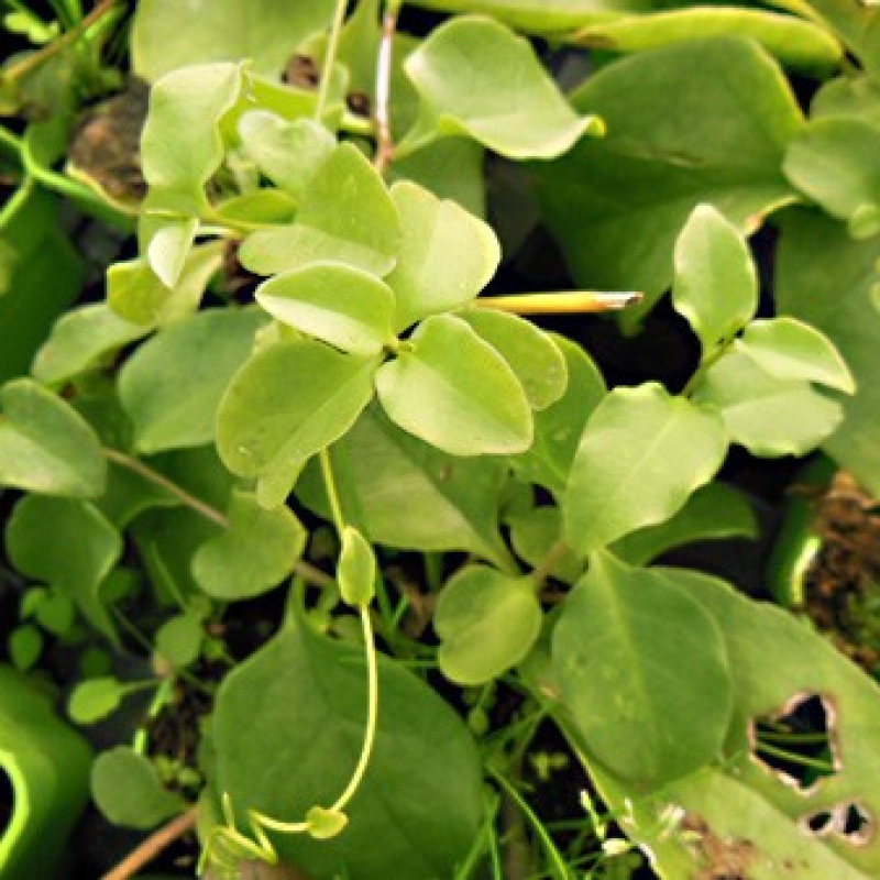 Liane de Madère Liane de Madère