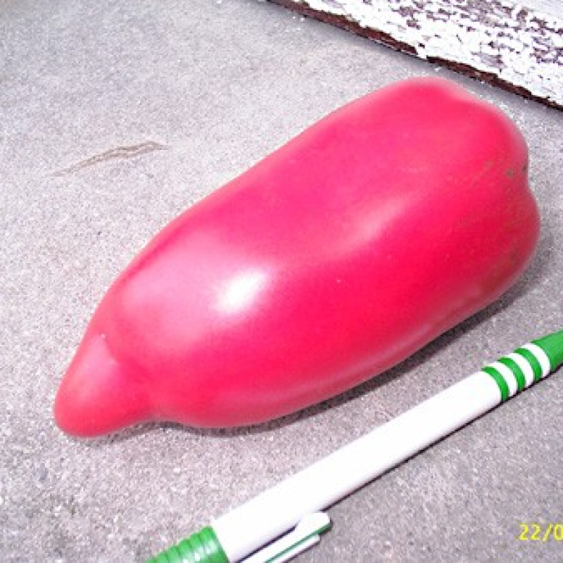 Tomate Andine cornue Tomate Andine cornue