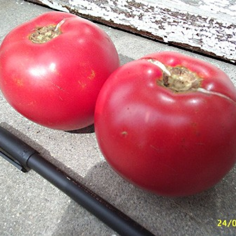 Tomate Russe rouge
