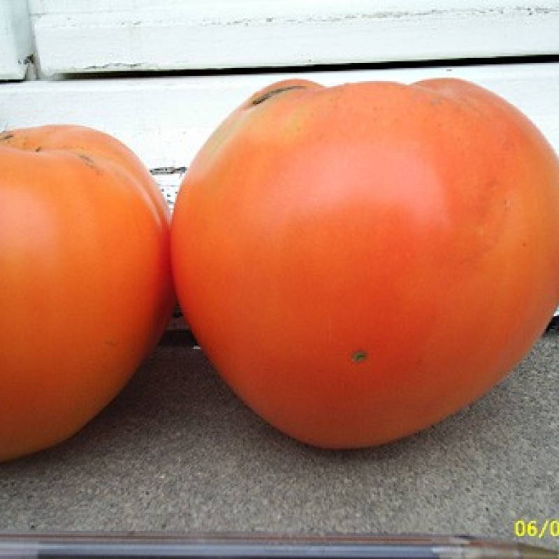 Tomate Coeur de boeuf Tomate Coeur de boeuf