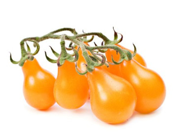 Tomate cerise jaune Yellow Pearshaped Tomate cerise jaune Yellow Pearshaped