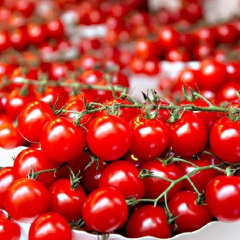 Tomate cerise Supersweet 100