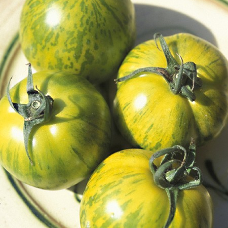 Tomate Green zebra Tomate Green zebra