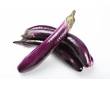 Aubergine de Barbentane Aubergine de Barbentane