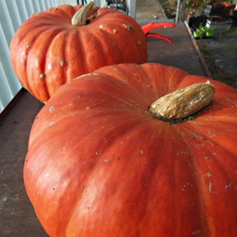 Potiron rouge vif d'Etampes Potiron rouge vif d'Etampes