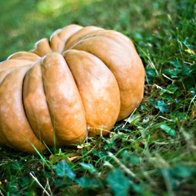 Potiron musqué de Provence