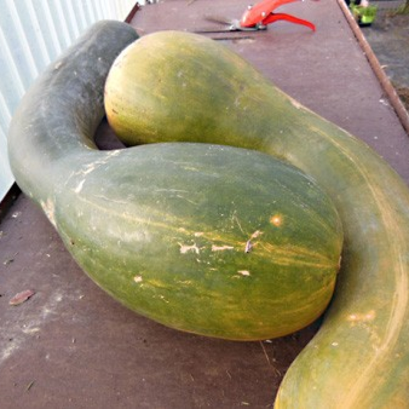 Courge longue de Nice Courge longue de Nice