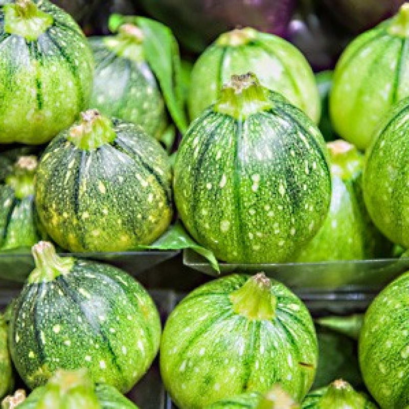 Courgette ronde de Nice