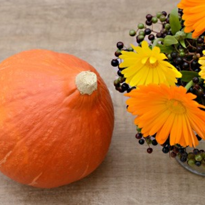 Potimarron Uchuki Kuri Potimarron Uchuki Kuri