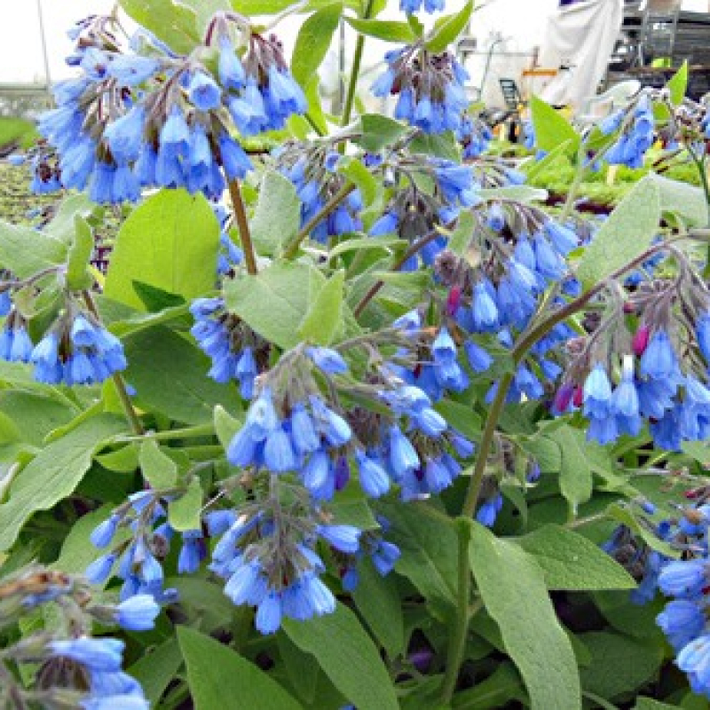 Consoude du Caucase Consoude du Caucase