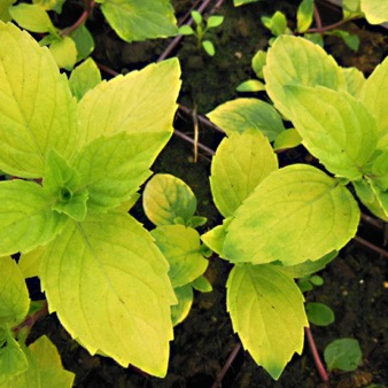 Menthe gingembre panachée