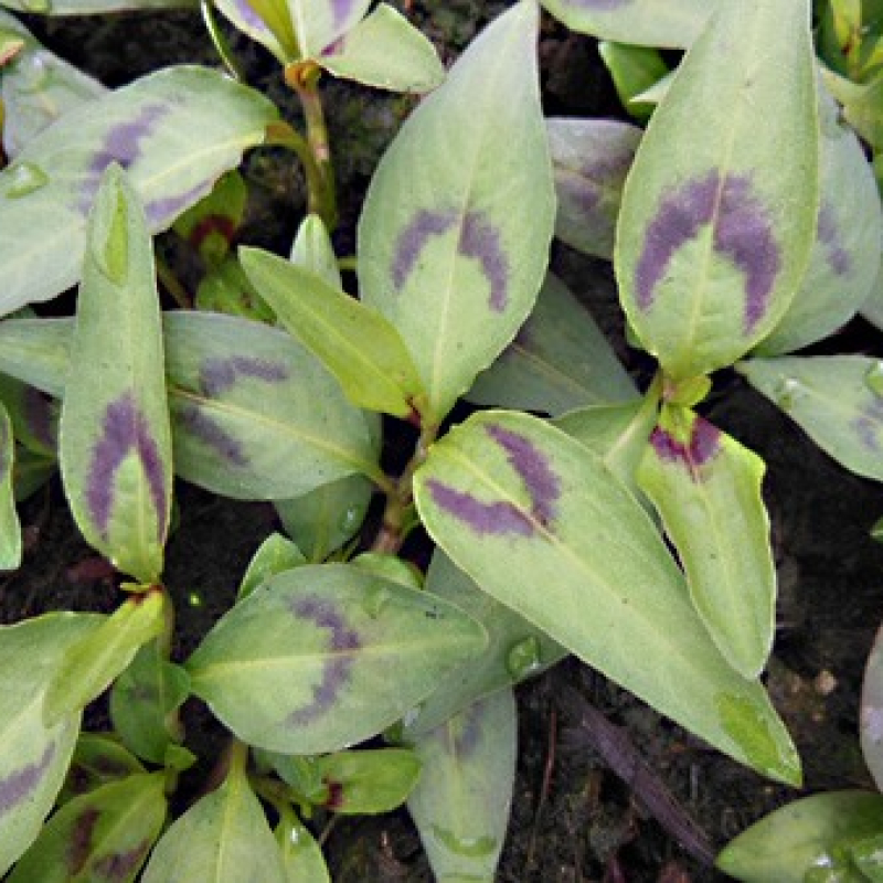 Coriandre Vietnamienne Coriandre Vietnamienne