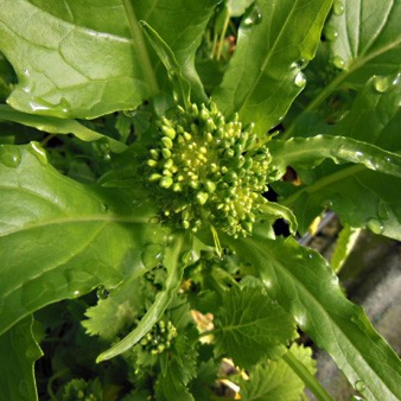 Broccoli sauvage Broccoli sauvage