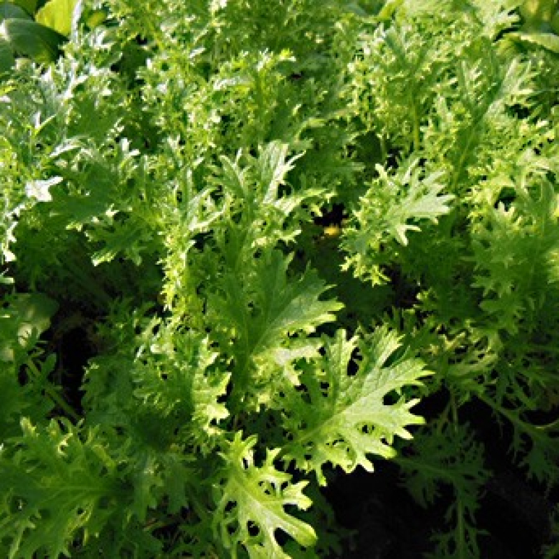 Moutarde de Chine Emeraude Moutarde de Chine Emeraude