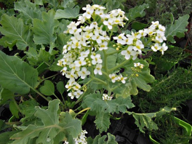 Chou maritime Chou maritime