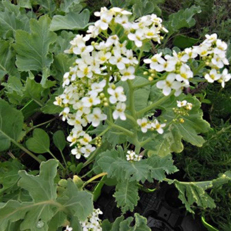 Chou maritime Chou maritime