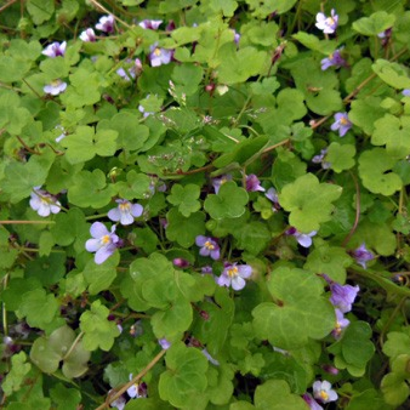 Cymbalaire Cymbalaire