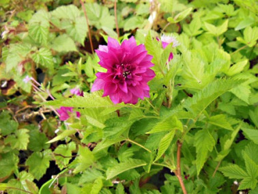 Mûrier à fleurs doubles