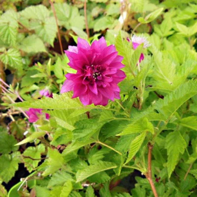 Mûrier à fleurs doubles