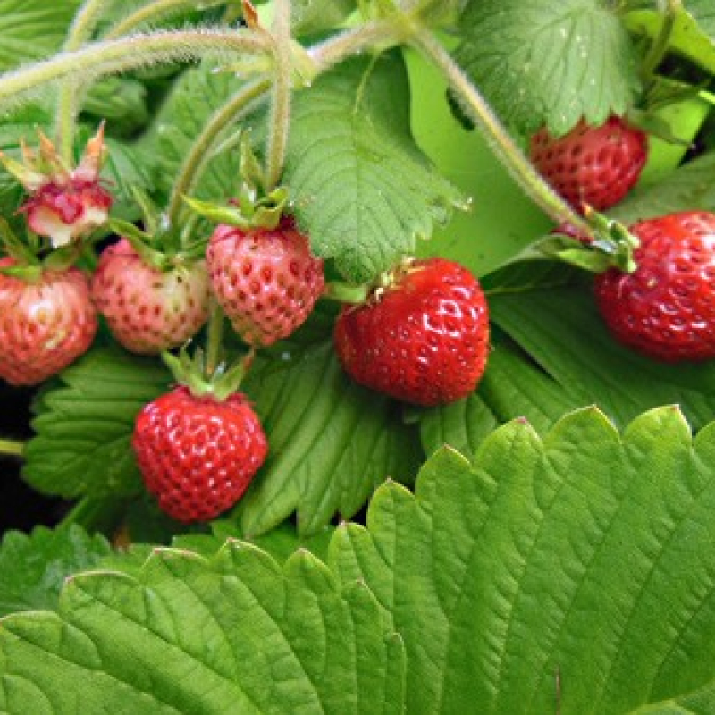 Fraisier non remontant Capron rouge Fraisier non remontant Capron rouge