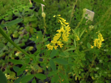 Mélilot officinal Mélilot officinal