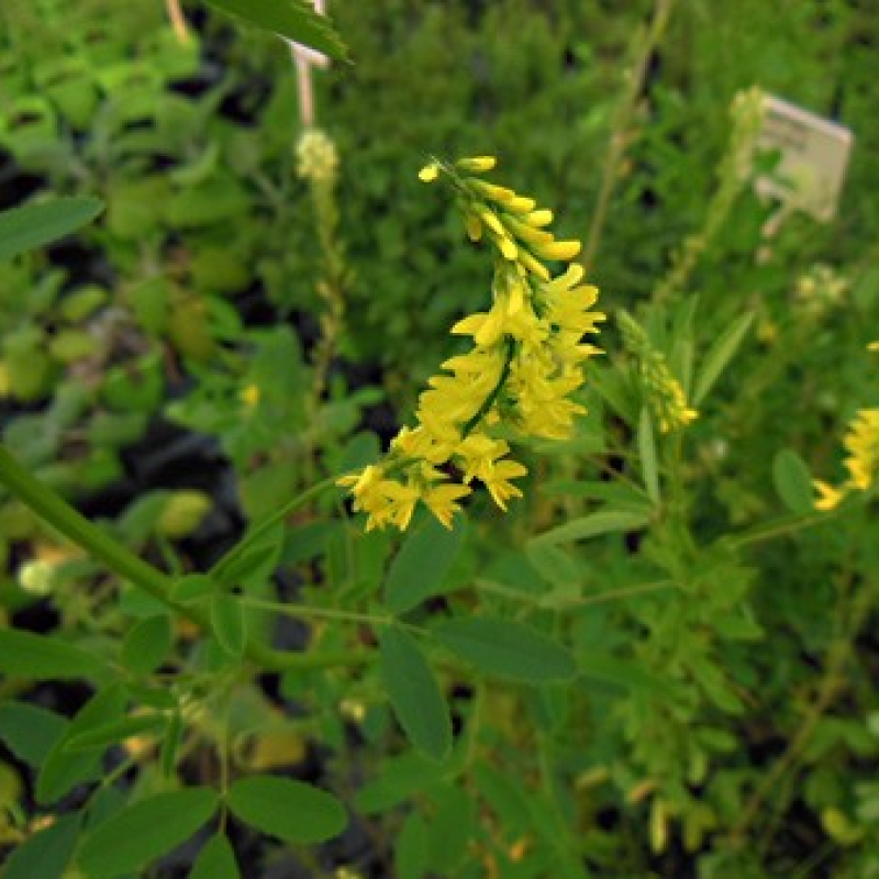 Mélilot officinal Mélilot officinal