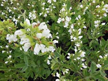 Sauge officinale à fleurs blanches