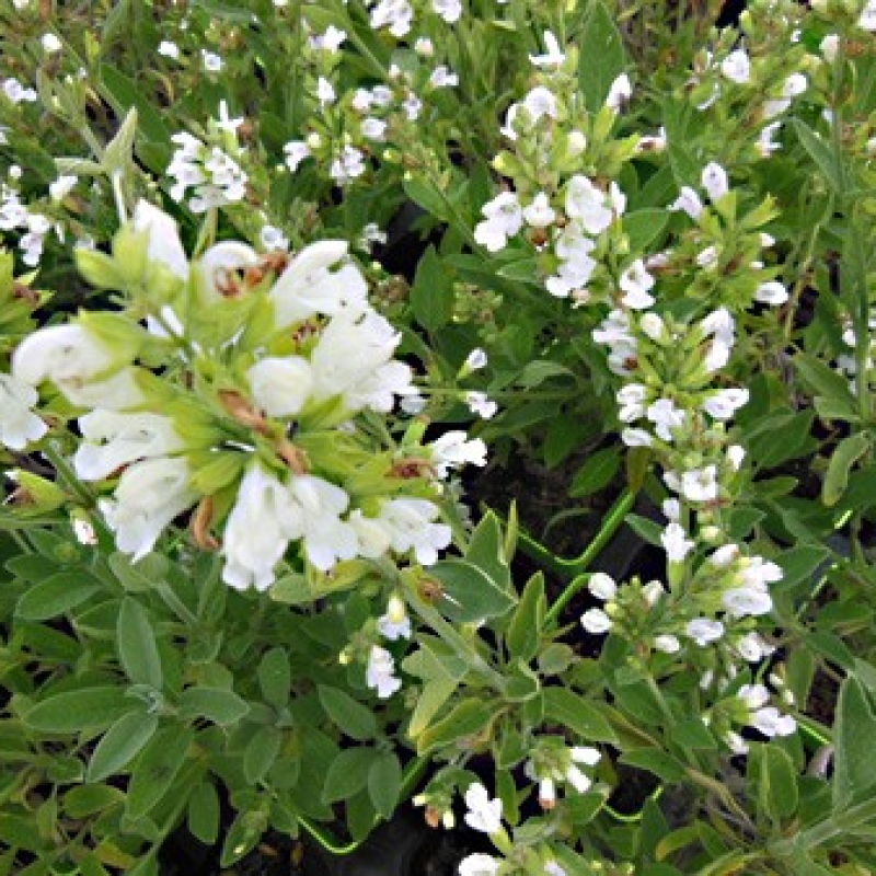 Sauge officinale à fleurs blanches