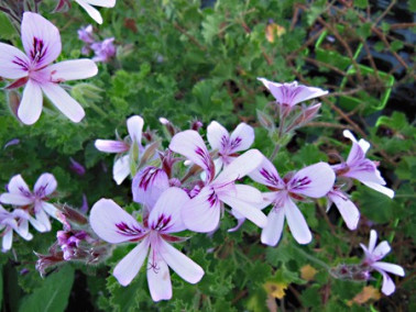 Géranium odorant Citron Géranium odorant Citron