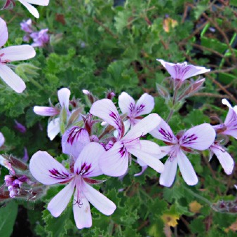 Géranium odorant Citron Géranium odorant Citron