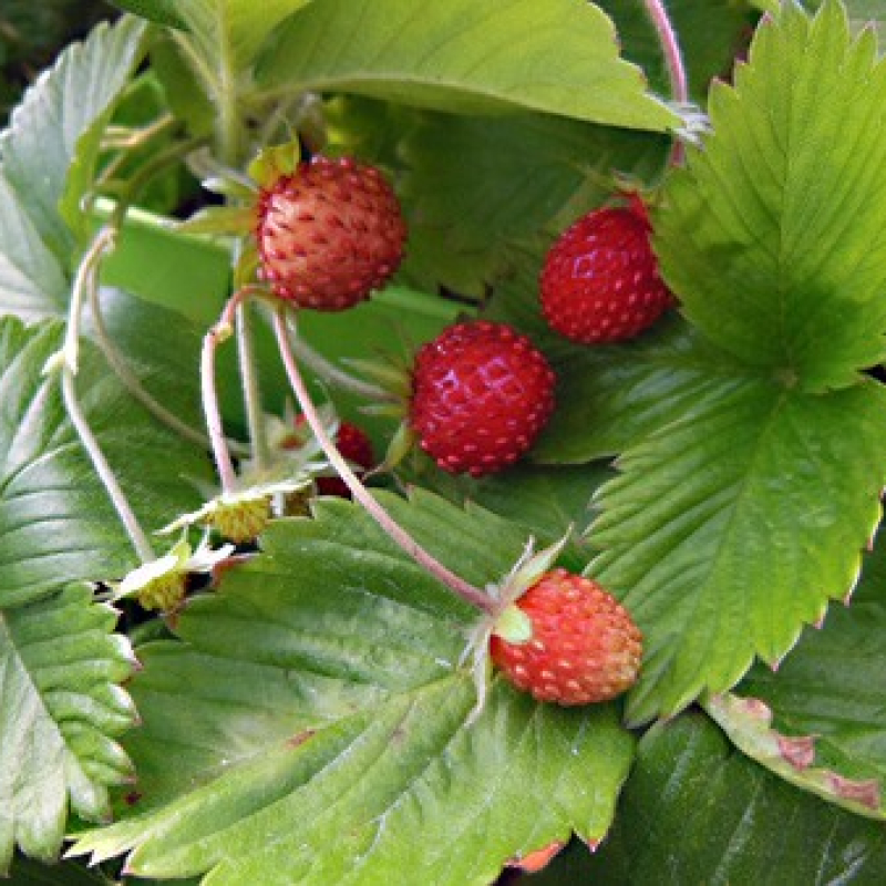 Fraisier des bois sauvage non remontant