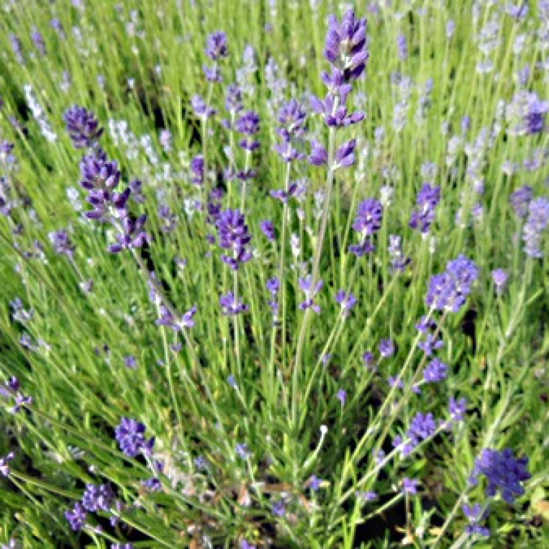 Lavande vraie