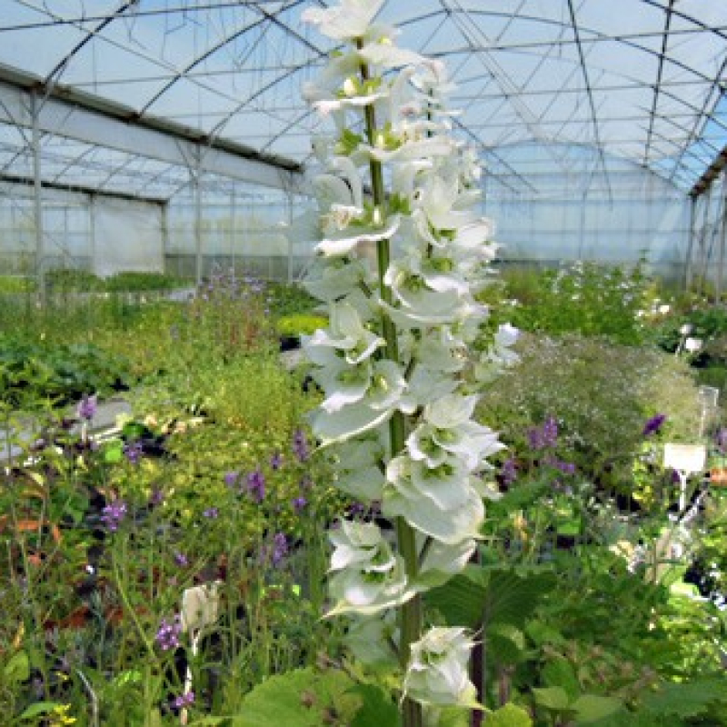 Sauge sclarée à fleurs blanches