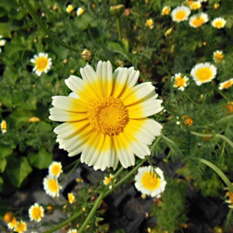 Chrysanthèmes à feuilles découpées Chrysanthèmes à feuilles découpées
