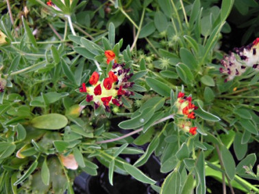 Anthyllide vulnéraire