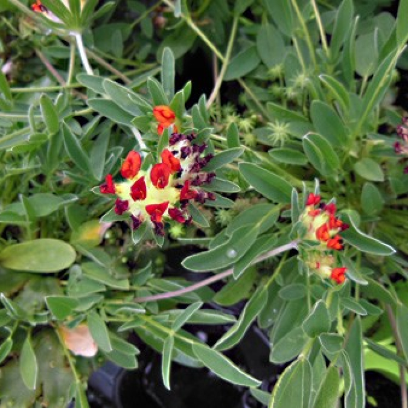 Anthyllide vulnéraire