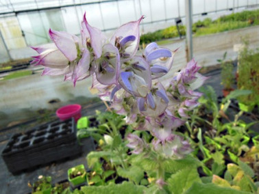 Sauge sclarée du Turkestan